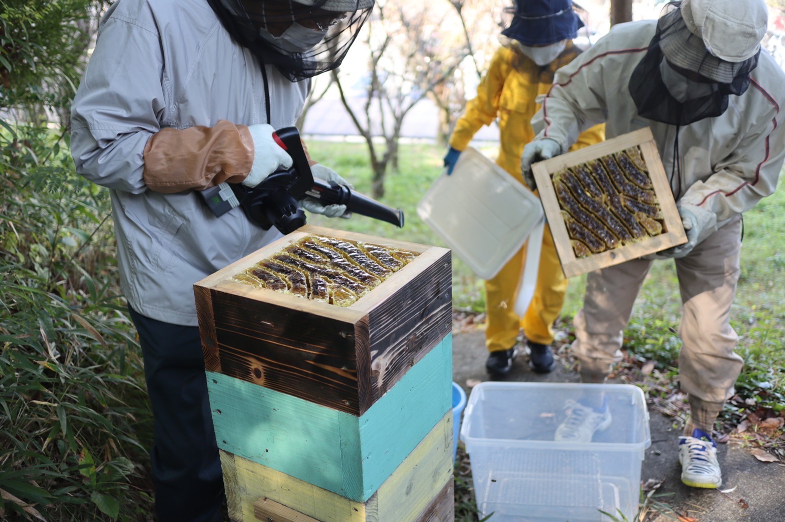 日本蜜蜂の採蜜